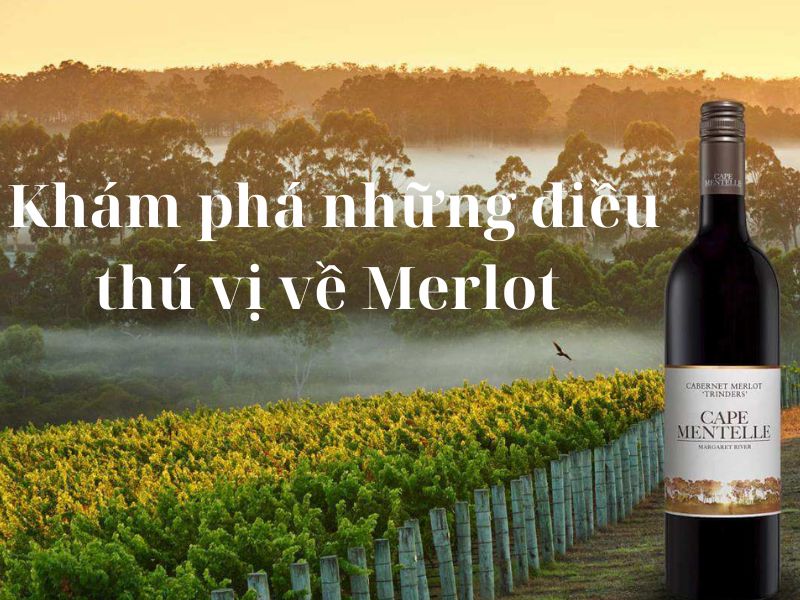 Anh dai dien kham pha ruou Merlot